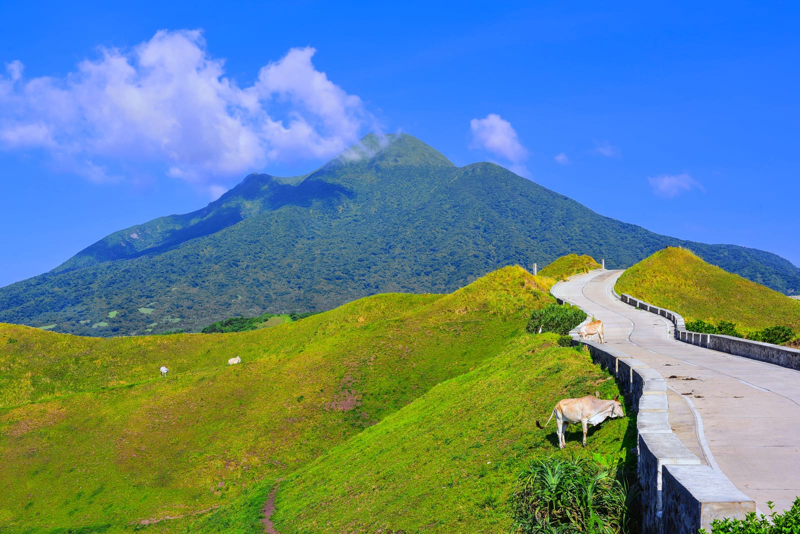 A narrow concrete road winding over bright green grassy hills where cattle graze, below a forested volcano under a blue sky.