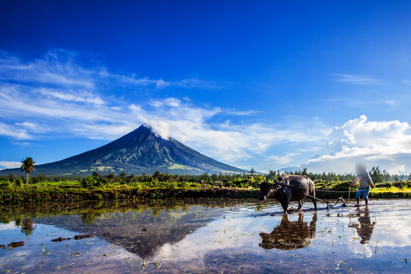 A near-perfect volcanic cone trailing a wisp of cloud above a flooded rice paddy, where a farmer guides a water buffalo, both mirrored in the water.