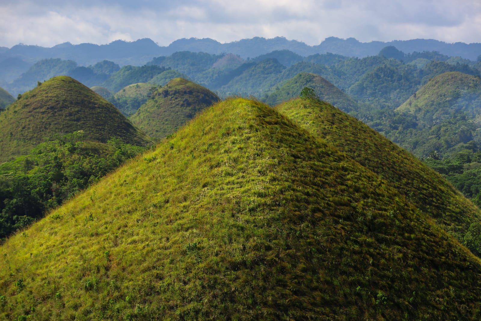 Rounded, grass-covered cone hills rising one behind another out of green forest, with blue mountains on the horizon.