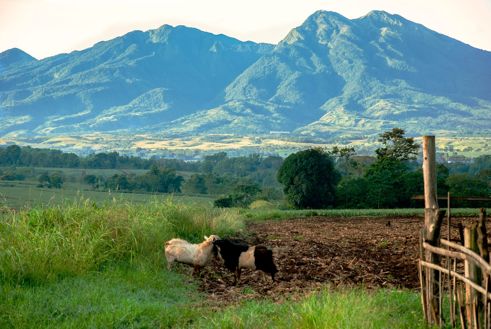 Forested peaks of a long mountain range in late-afternoon light above farmland, with two pigs rooting in a tilled plot beside a wooden fence in the foreground.