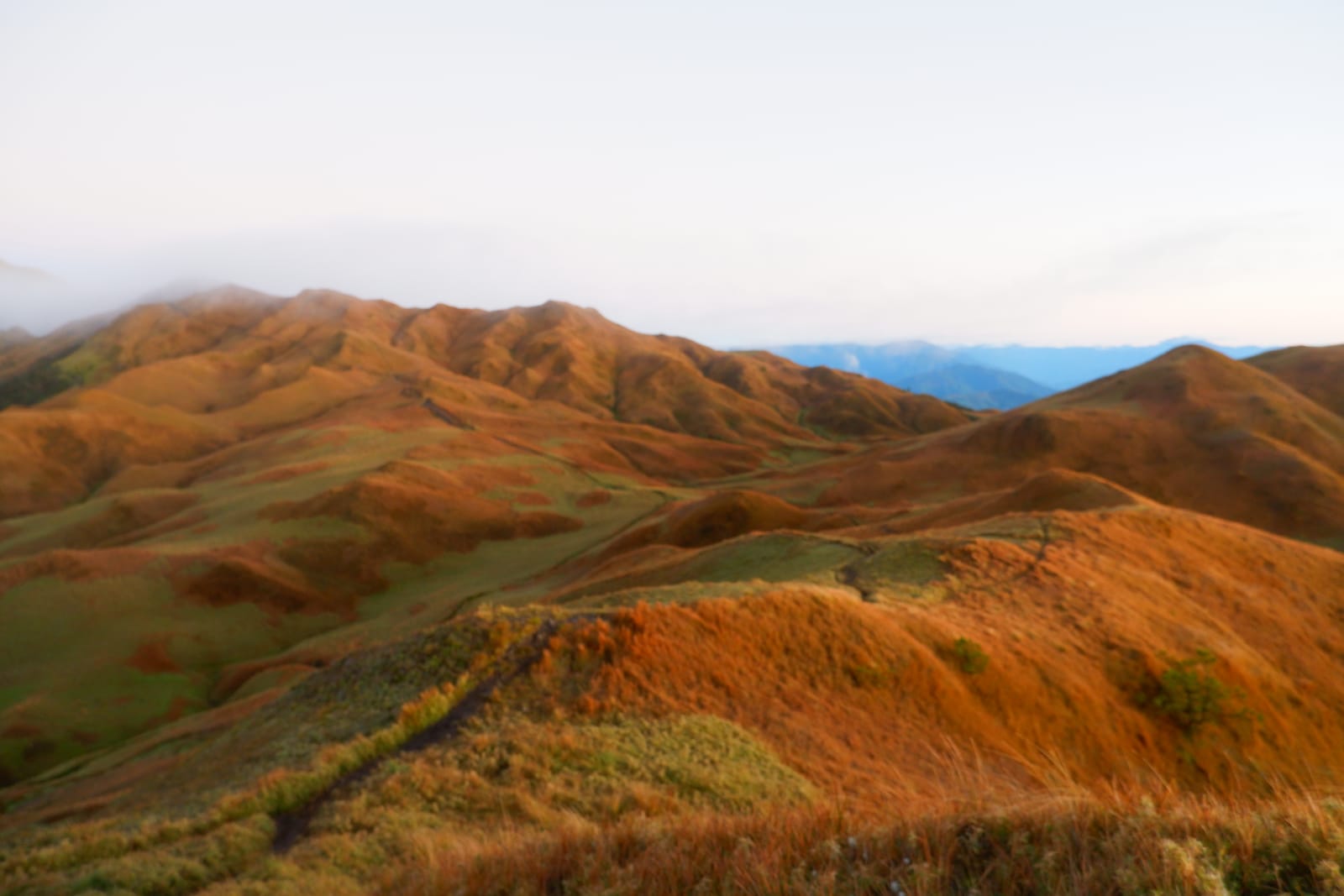 Rolling grassy ridges glowing gold and rust in early light, with a footpath in the foreground and blue mountains beyond under a pale sky.