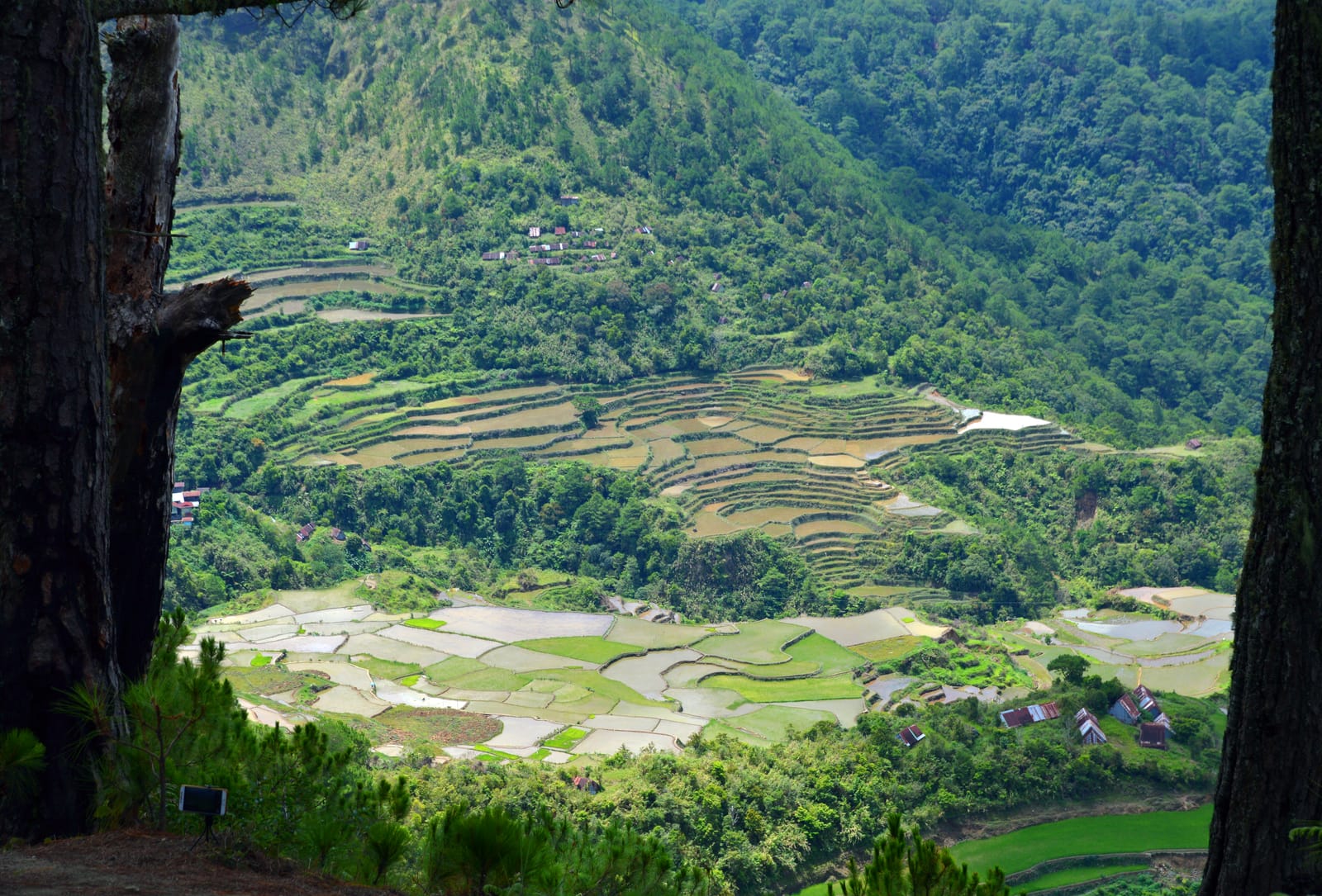 Stone-walled rice terraces, some flooded, stepping down a green valley below forested mountains, seen between two pine trunks.