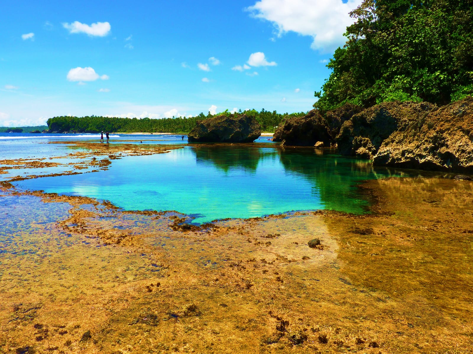 A turquoise tidal pool among brown coral flats and dark rock outcrops at low tide, with a forested shore and a bright blue sky.