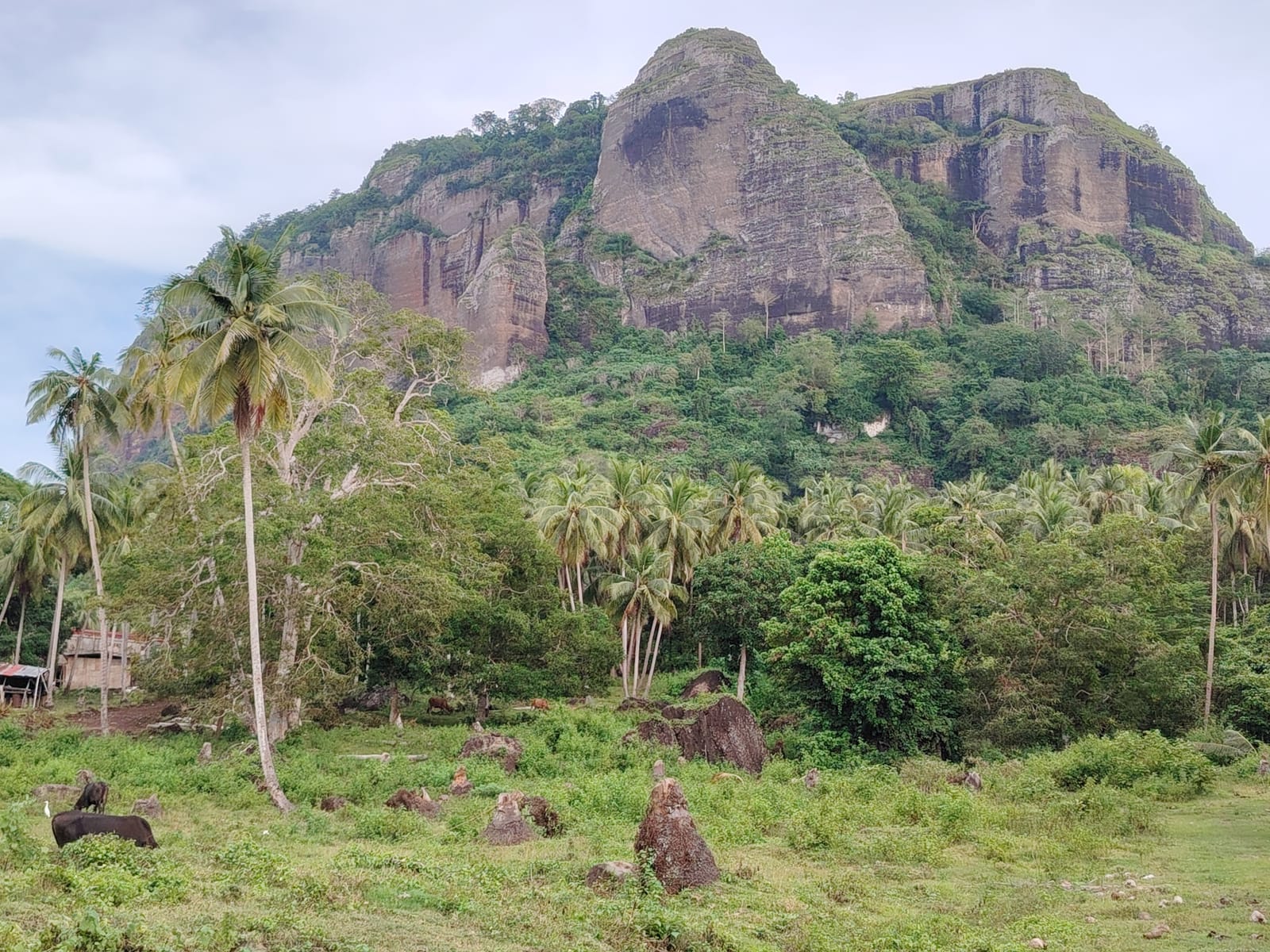 Sheer grey limestone cliffs of a forested mountain rising above coconut palms and a grassy clearing with scattered boulders, where cattle graze, under a pale sky.